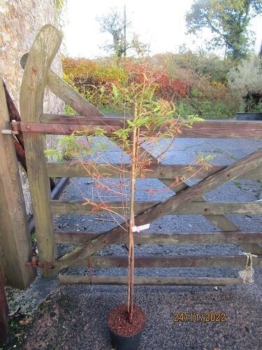 Taxodium distichum 5L 140-150cm call the office please, there may be a few left