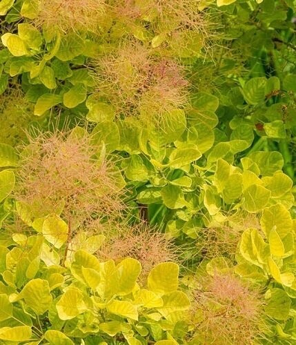 Cotinus coggygria golden spirit 40-60cm rb. Special order only, please email the office