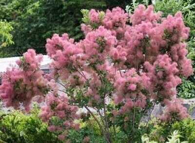 Cotinus (smoke tree)