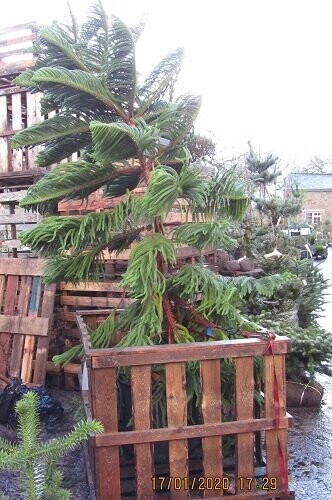 Araucaria heterophylla, Norfolk island pine,  90L 240-260x160cm EXACT ITEM OFFER