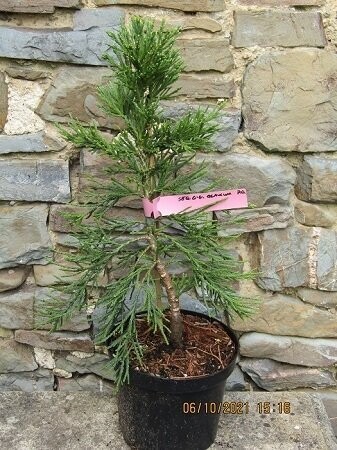 Sequoiadendron giganteum glaucum 50-60cm