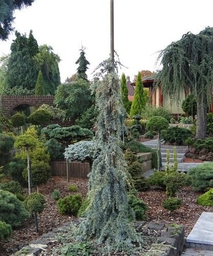 Cedrus libani blue fountain 60-80cm