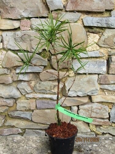 Sciadopitys verticillata, 40-50cm