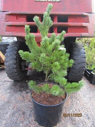Pinus parviflora  arakawa, rough bark Japanese white pine 15L 70-80cm
EXACT ITEM OFFER