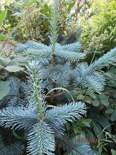 Abies lasiocarpa var.arizonica 50-60cm