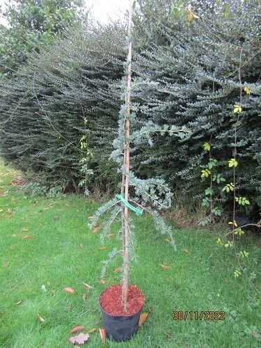 Cedrus deodara robusta glauca 7.5L 140-150cm EXACT ITEM OFFER