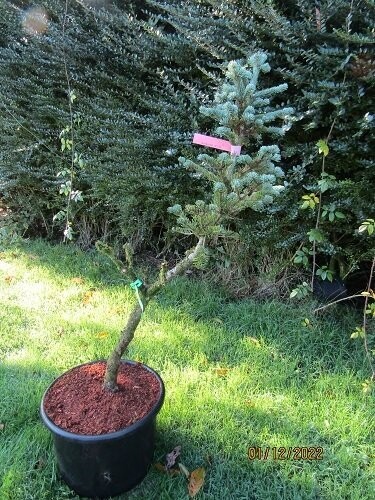 Abies koreana blue emperor 20L 105cm, 4cm diameter stem, iro 25yrs old, EXACT ITEM OFFER