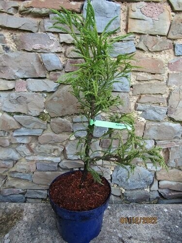 Cryptomeria japonica kusari-sugi 5L 60cm EXACT ITEM OFFER