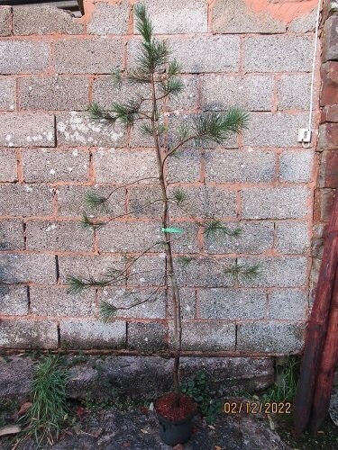 Pinus brutia var. eldarica 205-215x100cm+