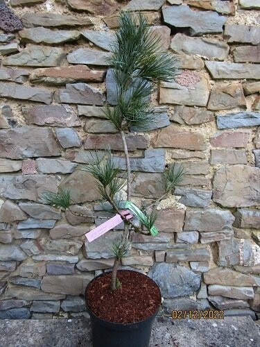 Pinus koraiensis morris blue 7.5L 80-90cm, EXACT ITEM OFFER