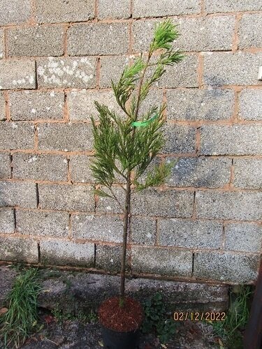 Cryptomeria japonica barabits gold, 10L 160-170cm EXACT ITEM OFFER