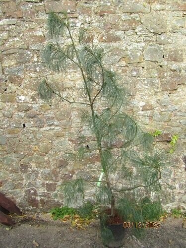 Pinus strobus, Eastern white/Weymouth pine 12/15L190-200cm. EXACT ITEM OFFER