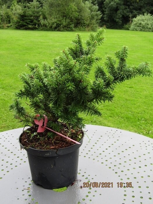 Abies balsamea nana 5L 30-40x30cm-