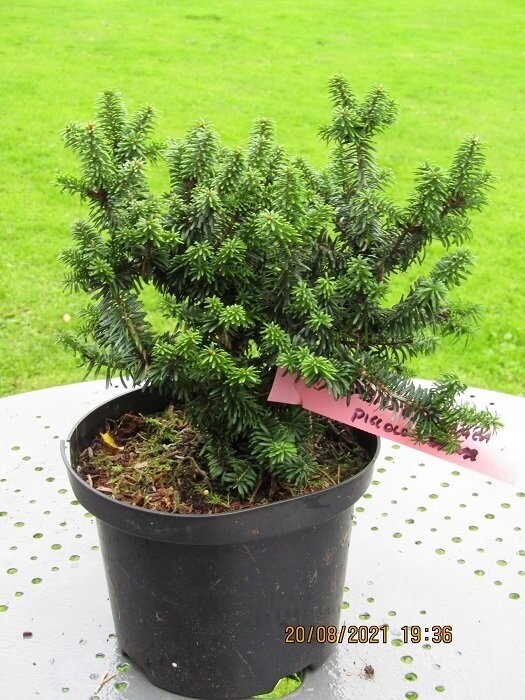 Abies balsamea piccolo 5L 25-30x25-30cm