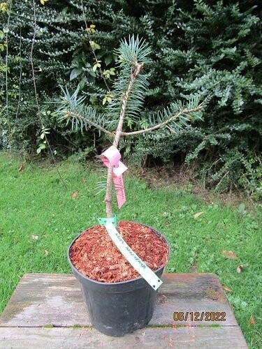 Abies bracteata, Santa Lucia/bristlecone fir 3L 50-60cm please call the office, EXACT ITEM OFFER