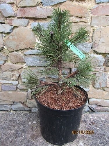 Pinus ponderosa trumbell 7.5L 40-50cm EXACT ITEM OFFER
