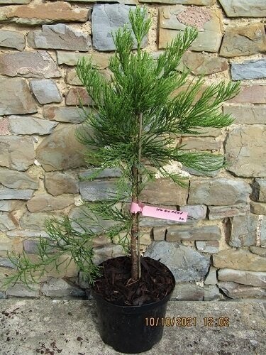 Sequoiadendron giganteum Pierie