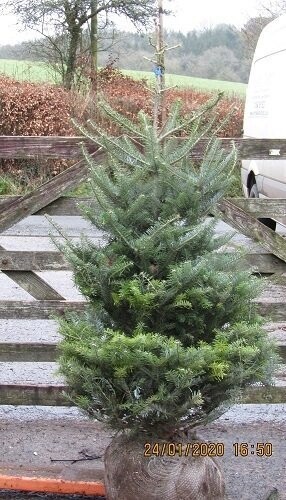 Abies koreana 300-350cm rb