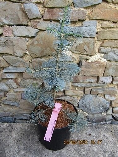 Abies concolor violacea (not ~compacta/prostrata) 4L 50-65cm