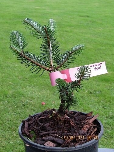 Abies delavayi midnight blue 3L 20-25cm