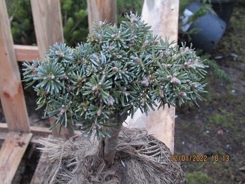 Abies koreana blue eskimo 15cm additional photo is of current stock