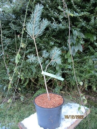 Pinus sylvestris Sir Edwin Hillier  65-75cm