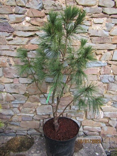 Pinus peuce, Balkan/Macedonian Pine 10L 90-100x65cm EXACT ITEM OFFER