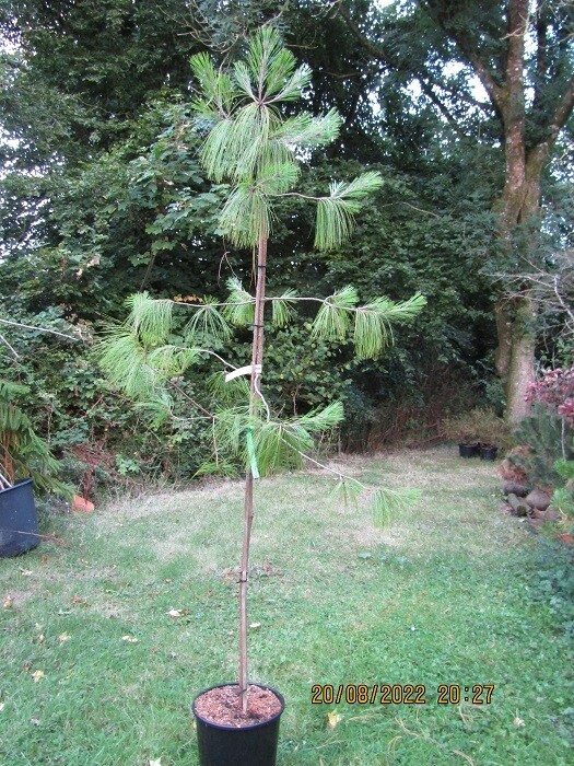 Pinus patula, Mexican weeping pine 25L 190-200cm