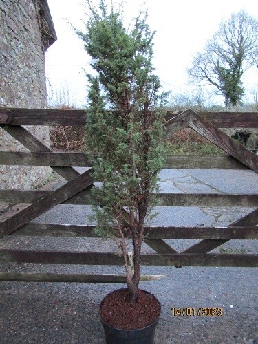Juniperus communis 15L 180-200cm 14-16g, EXACT ITEM OFFER GUARANTEED FEMALE iro 20yrs old