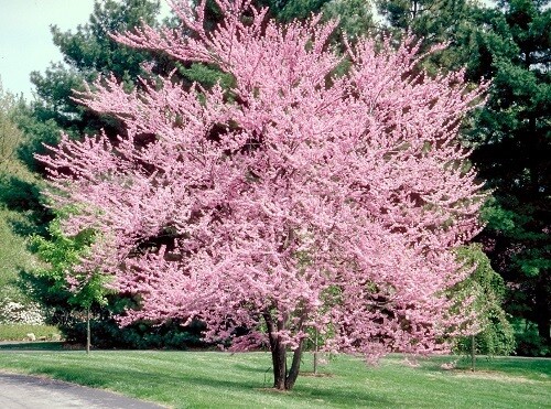 Cercis canadensis 175-200cm rb. Special order only. Please email the office