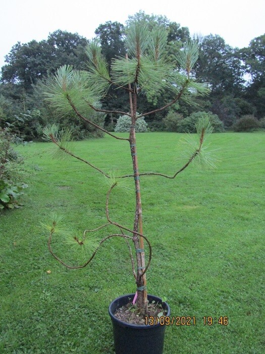Pinus montezumae, montezuma pine, please call the office15L/20L 170-180x120cm iro 17yrs old
