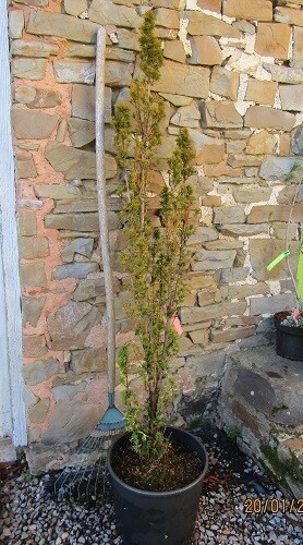 Taxus baccata David 20L 150-160cm EXACT ITEM OFFER