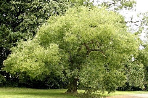Sophora japonica (Styphnolobium)180-210cm WHIP
