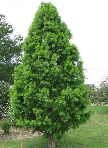 Taxodium distichum Mickleson Shawnee brave 90-100cm