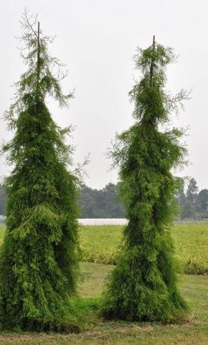 Taxodium distichum pendulum novum 45-55cm
