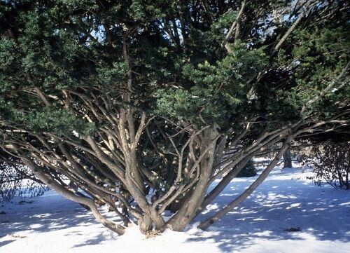 Taxus cuspidata, Japanese yew  5L 60-70 x up to 90cm