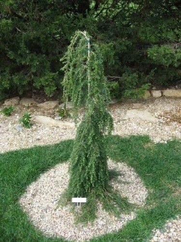 Tsuga heterophylla Thorsens weeping 10L 110-120cm