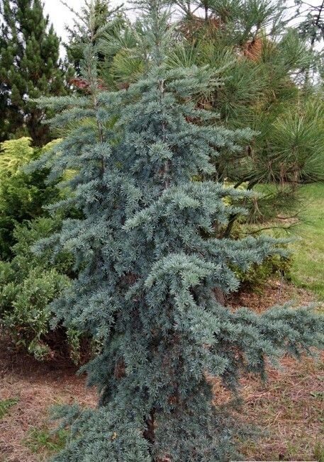 Tsuga mertensiana, mountain hemlock 300-350cm, 4" diam stems
