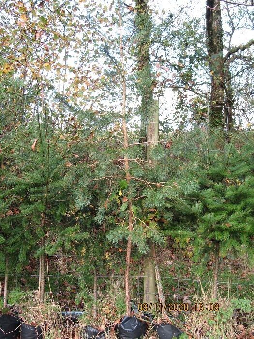 Pinus sylvestris, Scots pine, 7.5L flex pot/healed in 250-300cm, pruned stems(halfway or higher) for faster upward growth