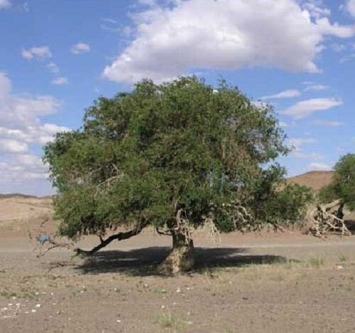 Ulmus pumila, Asiatic/Siberian elm DED resistant 10L 220-230cm feathered whip