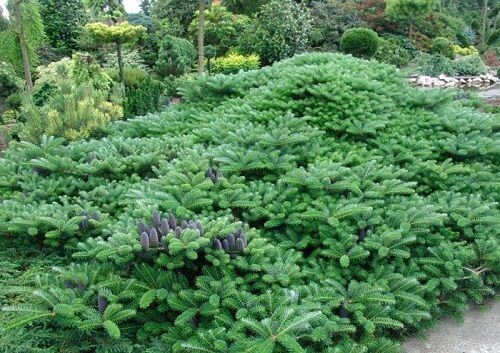 Abies koreana green carpet 5L 20-25cm
