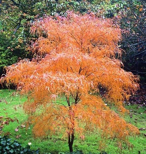 Acer palmatum koto-no-ito, golden old harp Japanese maple 7.5L 95-105cm