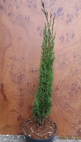 Cupressus sempervirens totem 70-80cm
