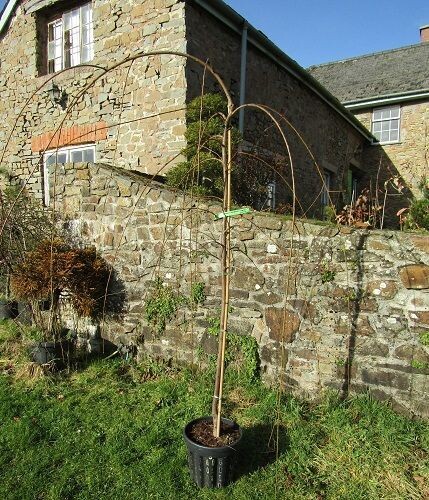 Prunus x yedoensis Shidare-Yoshino
12L 170-180x160cm