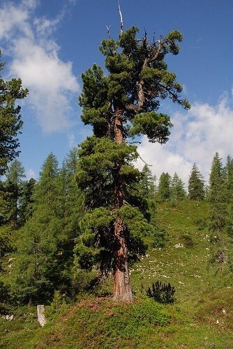 Pinus cembra 15L 80-90cm @10yrs old