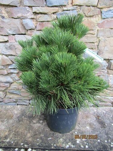 Pinus thunbergii sayonara,  Japanese black pine, 7.5L  45-55cm