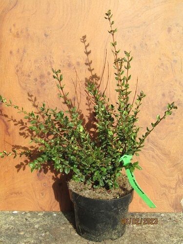 Luma apiculata 2L 40-50cm