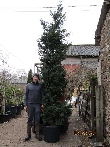 Tsuga mertensiana 450-500cm 4.5-5" diam. stem at base