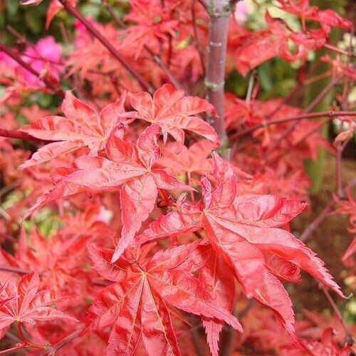 Acer palmatum corallinum, Japanese maple 7.5L 85-95cm