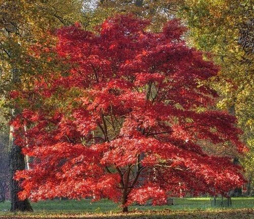 Acer palmatum red emperor 100-120x90-100cm